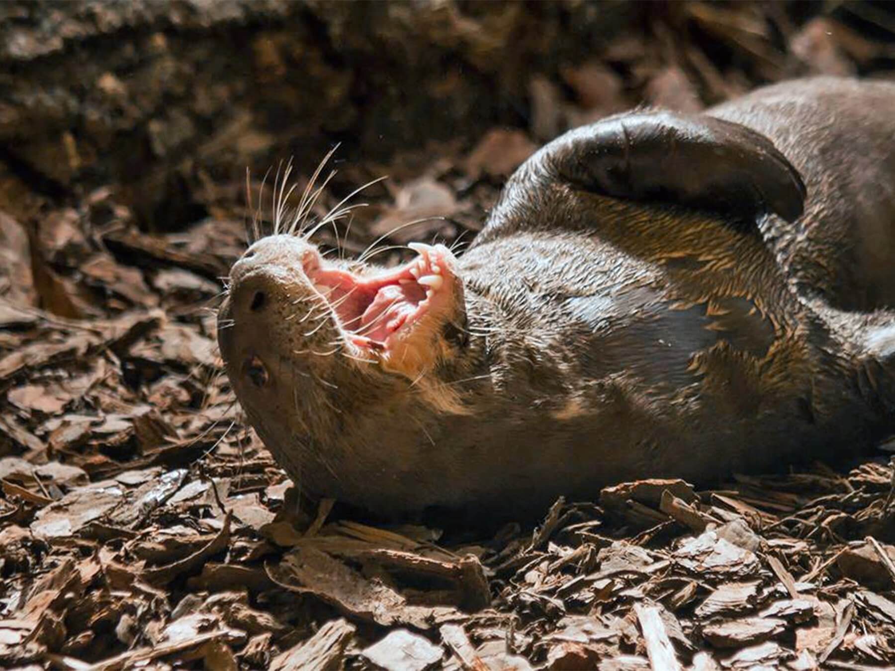 "They have special whiskers that are sensitive to changes in the water, and they can investigate their world in really interesting ways. Their eyes aren't very good underwater, so those whiskers help them detect everything, " explains Dane.