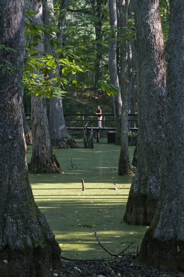 Image: Scenic Trace