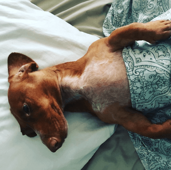 It's hard to not feel like this pup is your spirit animal as he relaxes and waits for the weekend. Image: @wienerbrothersco via @dogsofbham It's hard to not feel like this pup is your spirit animal as he relaxes and waits for the weekend. Image: @wienerbrothersco via @dogsofbham