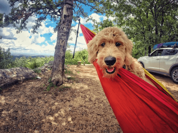 This smiley dog is just happy to take advantage of the sunny weather! Image: @itsmekb via @dogsofbham This smiley dog is just happy to take advantage of the sunny weather! Image: @itsmekb via @dogsofbham