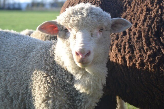 "Sheep can recognize faces and definitely know who their shepherd is. They are wary of strangers, but once they know you, they regard you with a gentle eye," says Franny, who named her first sheep Patience, Hope and Faith.