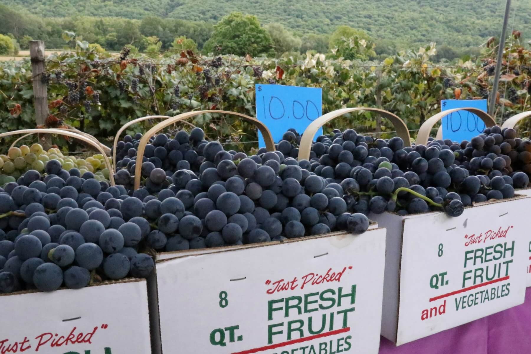 Visit the Finger Lakes 