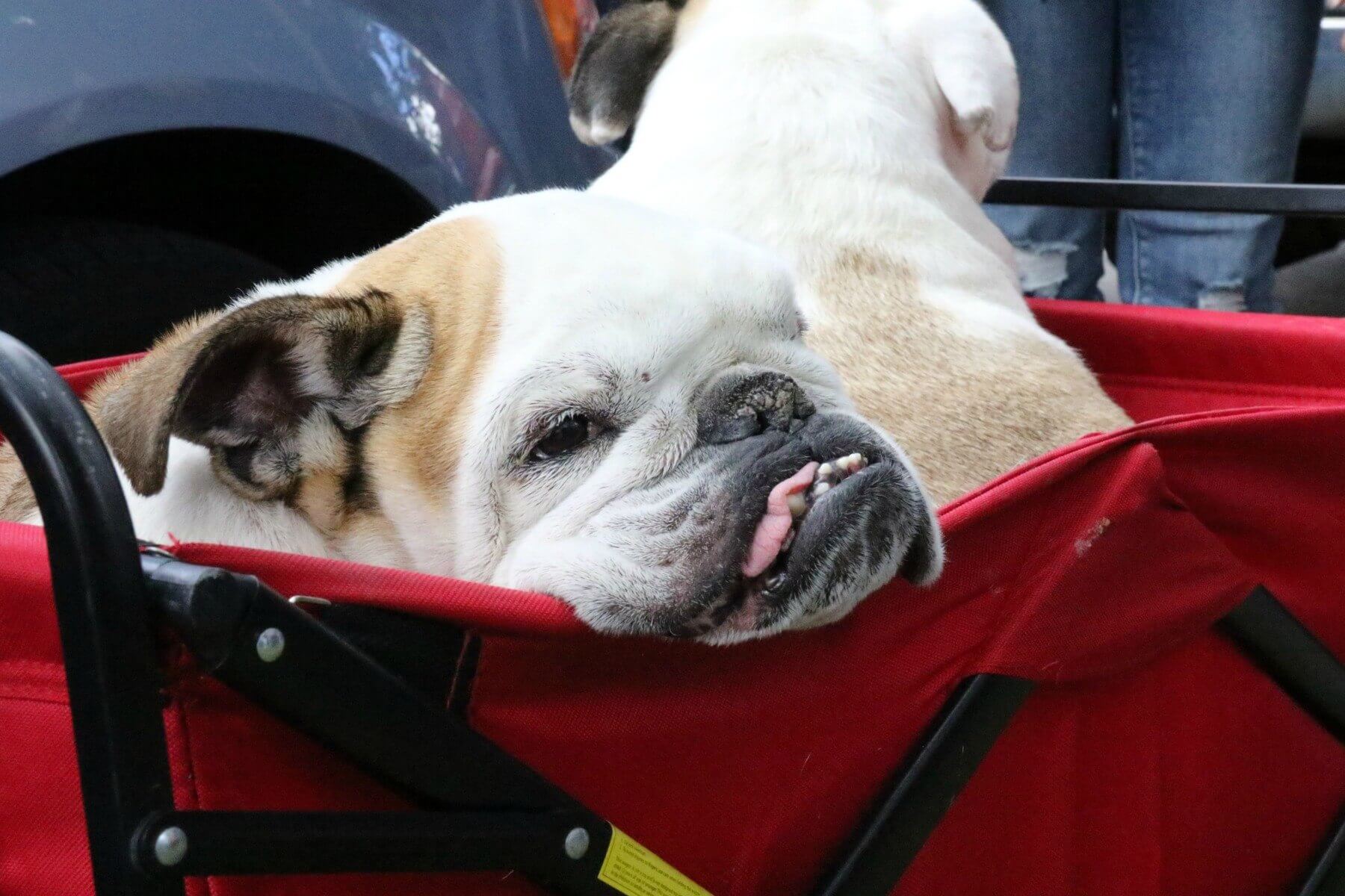 The feeling after too much wine and too many grape pies ... 