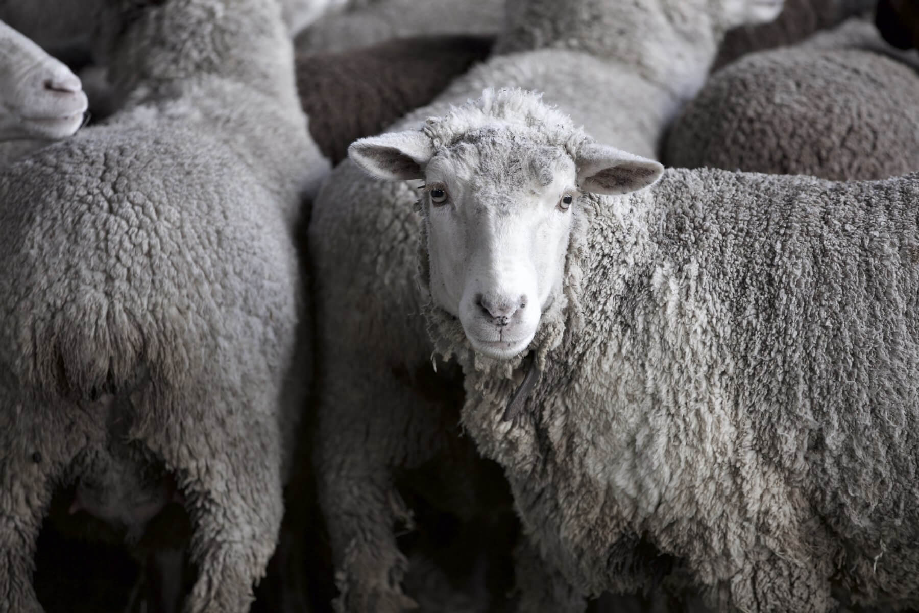 Sheep at Gum Tree Farm | Image: Cade Martin Photography
