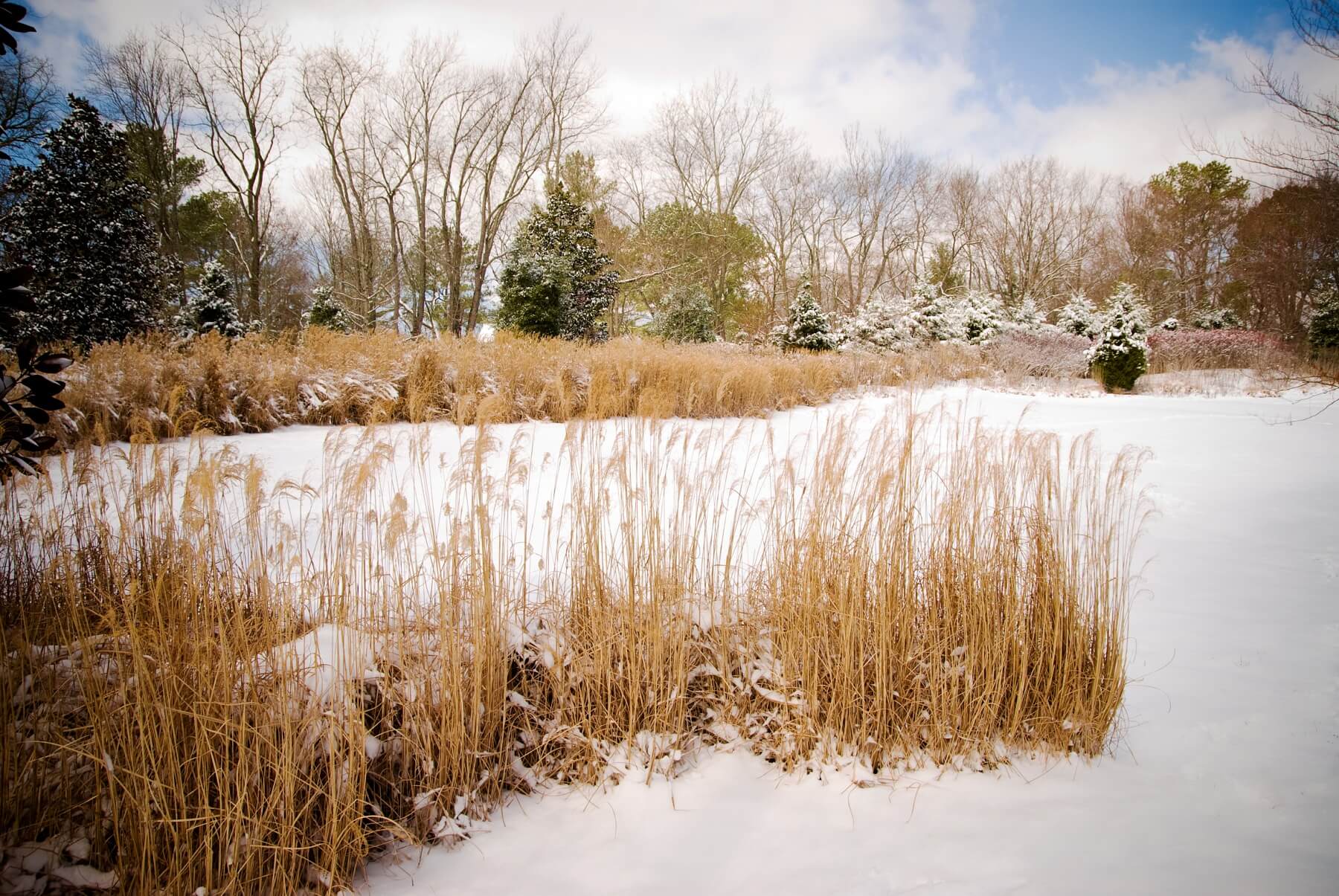 Stroll Through These Two Hauntingly Beautiful Winter Gardens