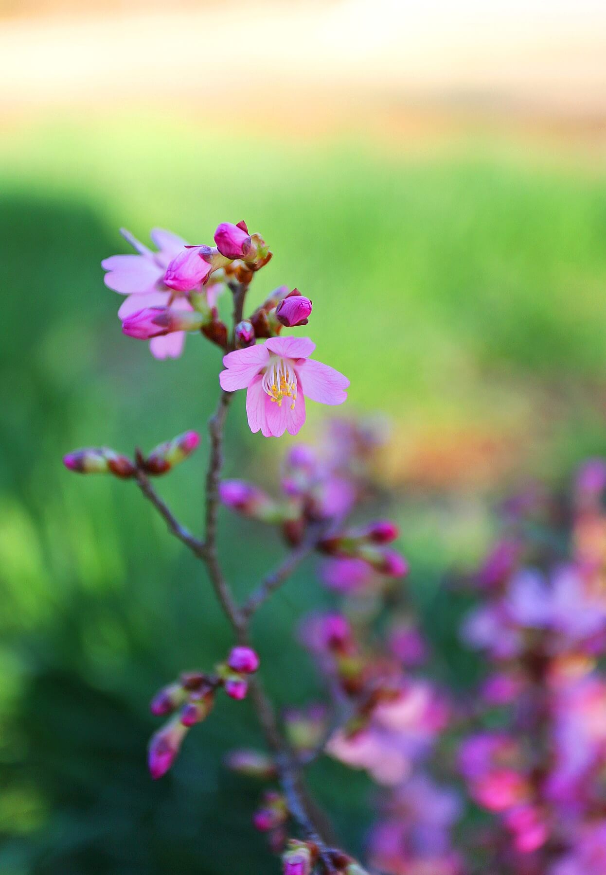 Pack a Picnic and Celebrate Spring!