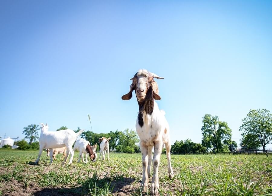 Goats wander the Wilson Gardens property.