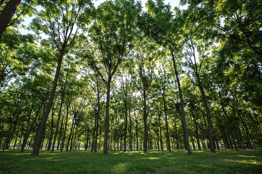 The walnut grove in front of The White House at Wilson provides not only shade but a breathtaking backdrop as well.