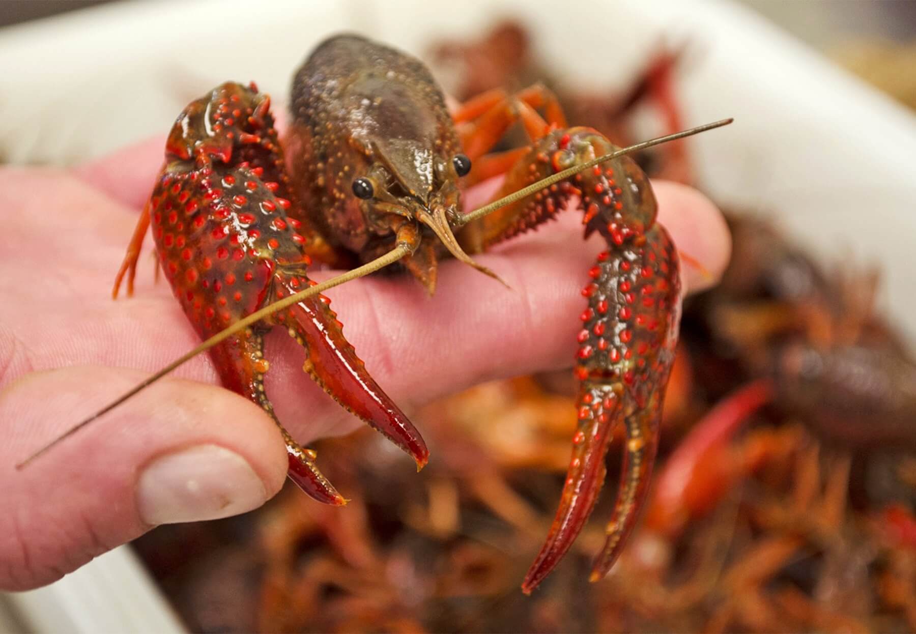 We get up close and personal with a mudbug at Sexton's Seafood Market, where, along with crawfish, they sell heaping amounts of mussels, oysters, clams and almost any other kind of fresh Gulf seafood. We get up close and personal with a mudbug at Sexton's Seafood Market, where, along with crawfish, they sell heaping amounts of mussels, oysters, clams and almost any other kind of fresh Gulf seafood.