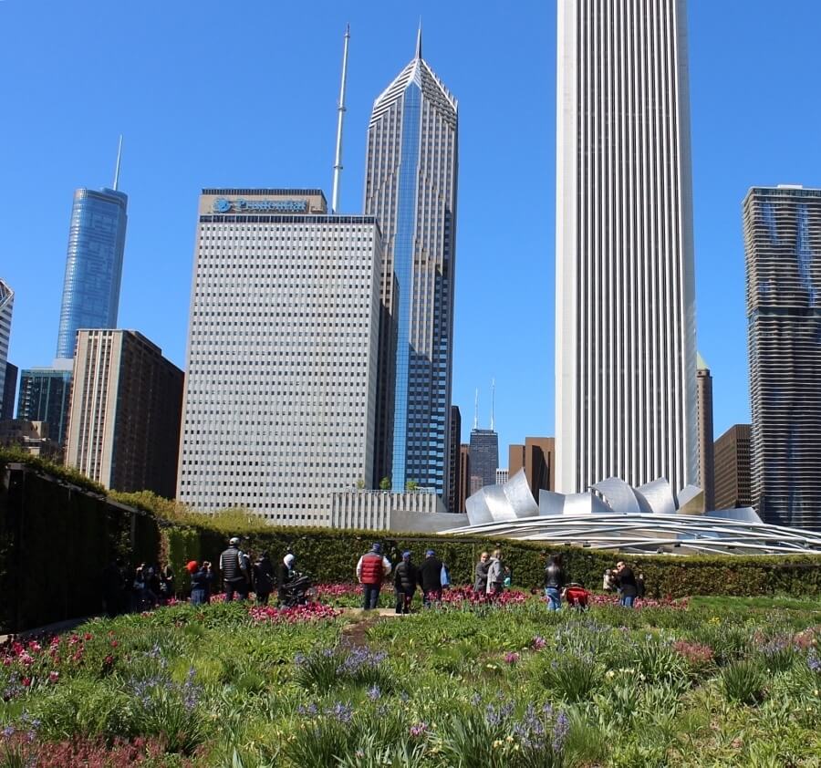 A wildflower garden in Millenium Park is a welcome contrast to all the city life around. Skyscrapers in Chicago built over the last few decades tend to have glass—and particularly blue glass—on the exterior to reflect the sky and river. The aptly named Aqua building (far right) has wavy balconies that look like ocean waves; upper floors are condominiums, while the lower floors house the Radisson Blu. A wildflower garden in Millenium Park is a welcome contrast to all the city life around. Skyscrapers in Chicago built over the last few decades tend to have glass—and particularly blue glass—on the exterior to reflect the sky and river. The aptly named Aqua building (far right) has wavy balconies that look like ocean waves; upper floors are condominiums, while the lower floors house the Radisson Blu.