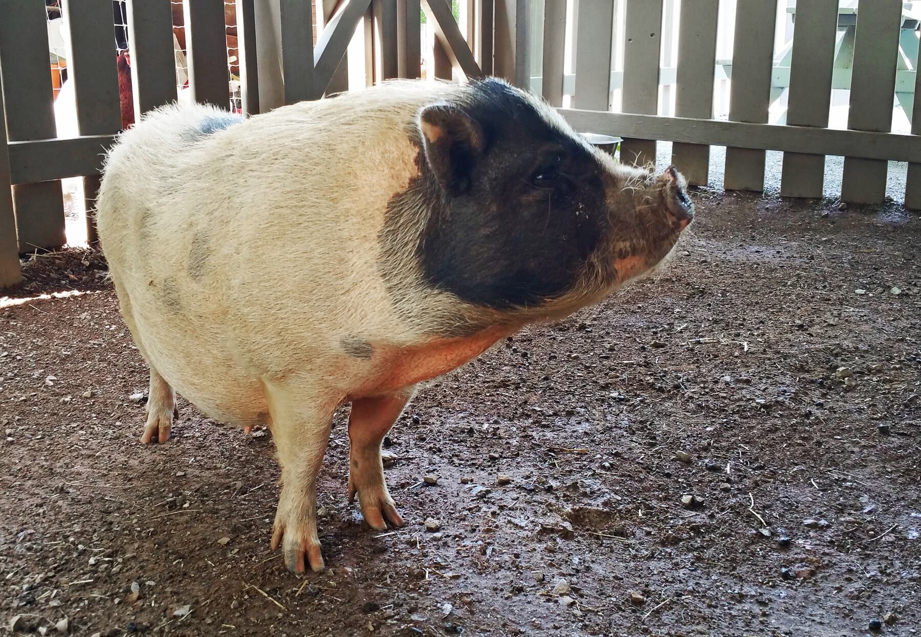 Clover the pig does dog tricks like sitting and turning in circles, and she is super friendly. Clover the pig does dog tricks like sitting and turning in circles, and she is super friendly.