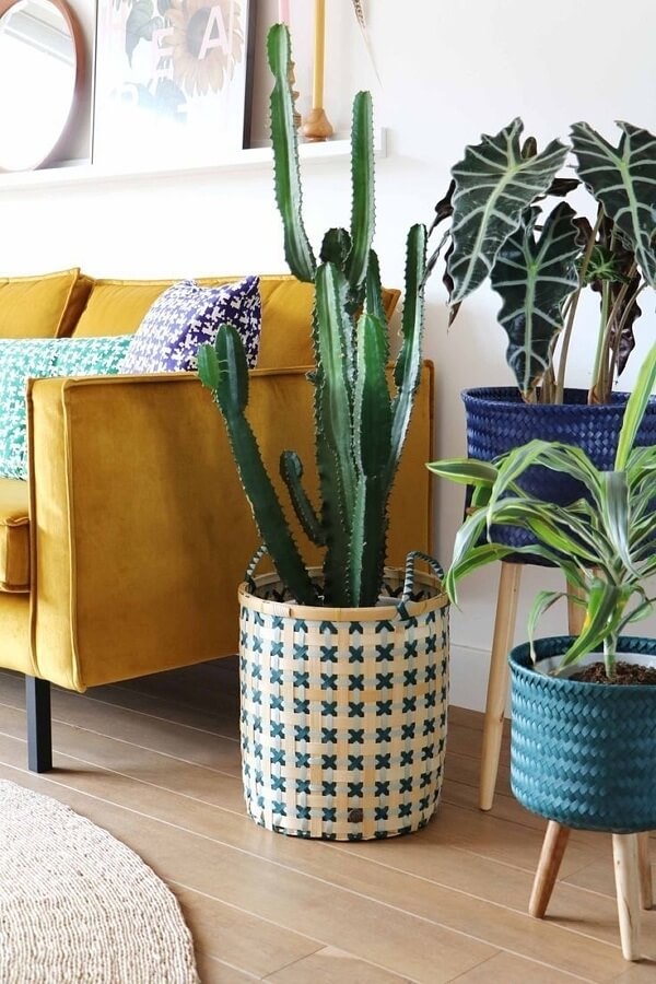 A mix of indoor plants in woven containers work together to make a design statement.