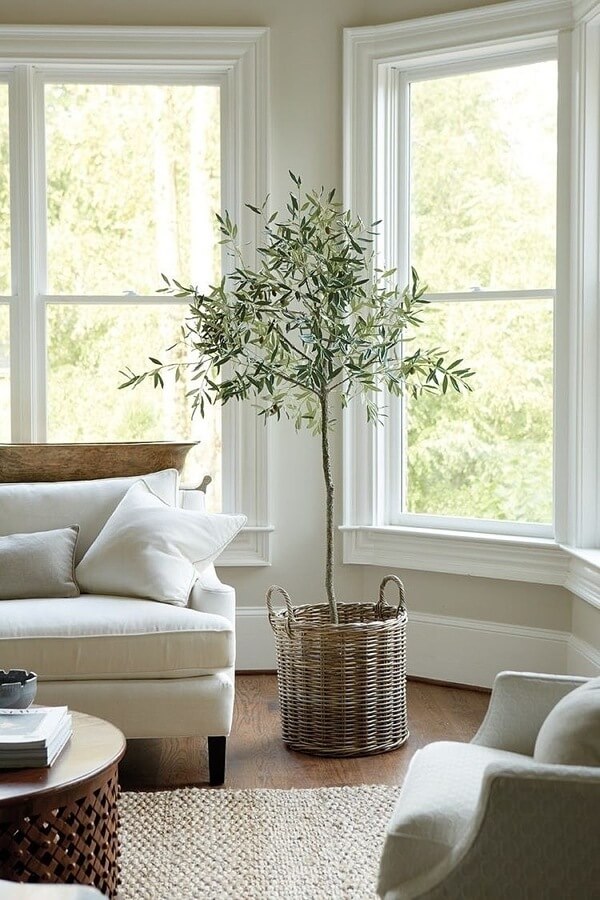 Olive trees thrive in a sunny, indoor setting