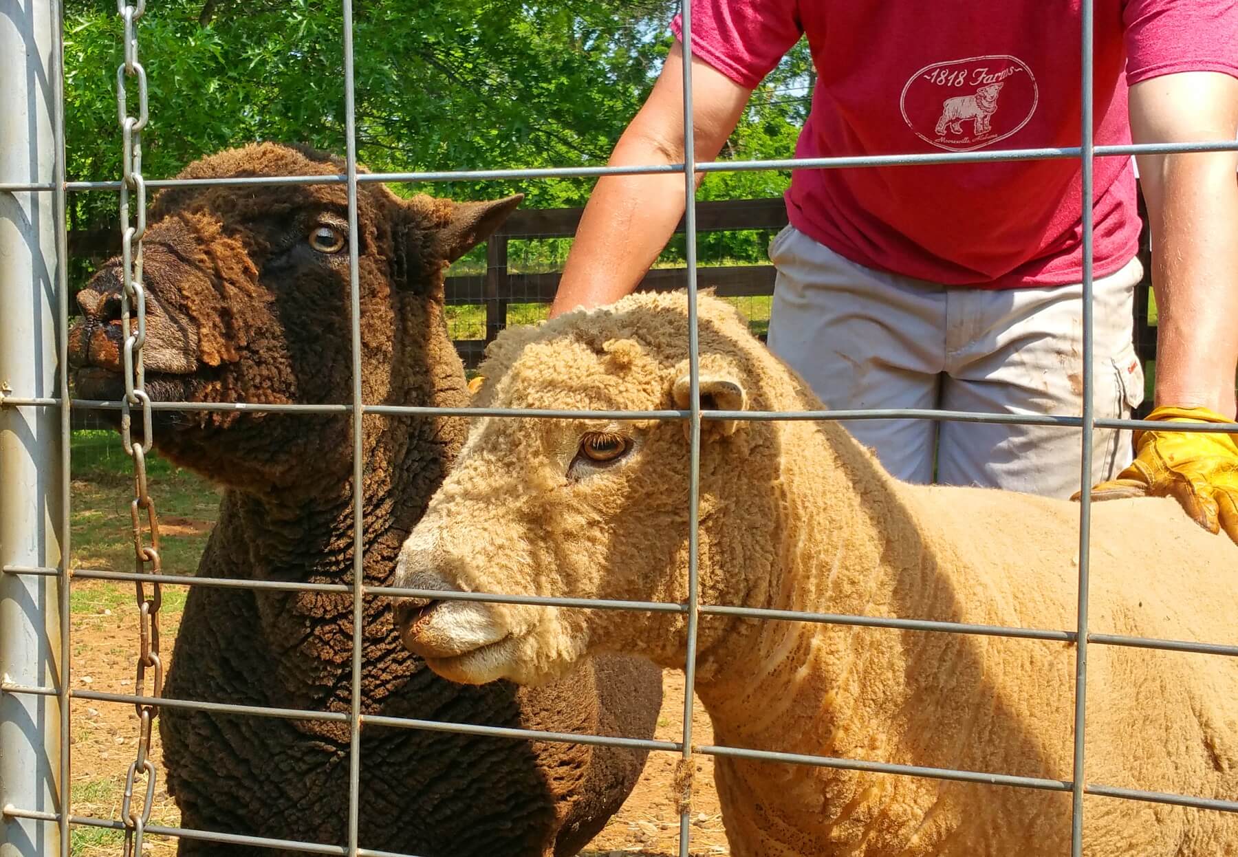 The farm has two rams, Kain and Thor, who enjoy head-butting, and have even knocked Laurence over. "They don't call them 'rams' for nothing," says Natasha. The farm has two rams, Kain and Thor, who enjoy head-butting, and have even knocked Laurence over. "They don't call them 'rams' for nothing," says Natasha.