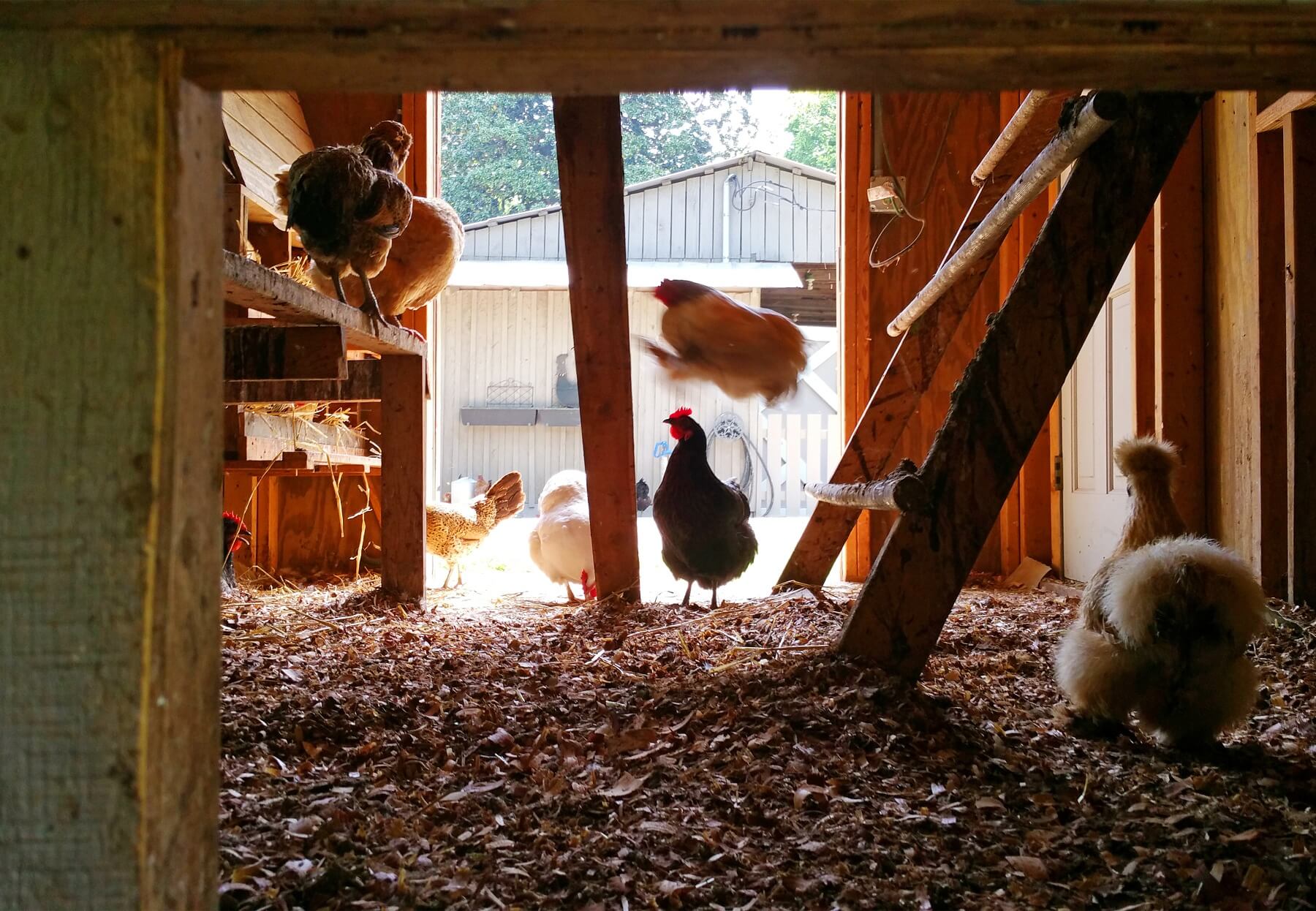 The chicken come and go in the coop. The chicken come and go in the coop.