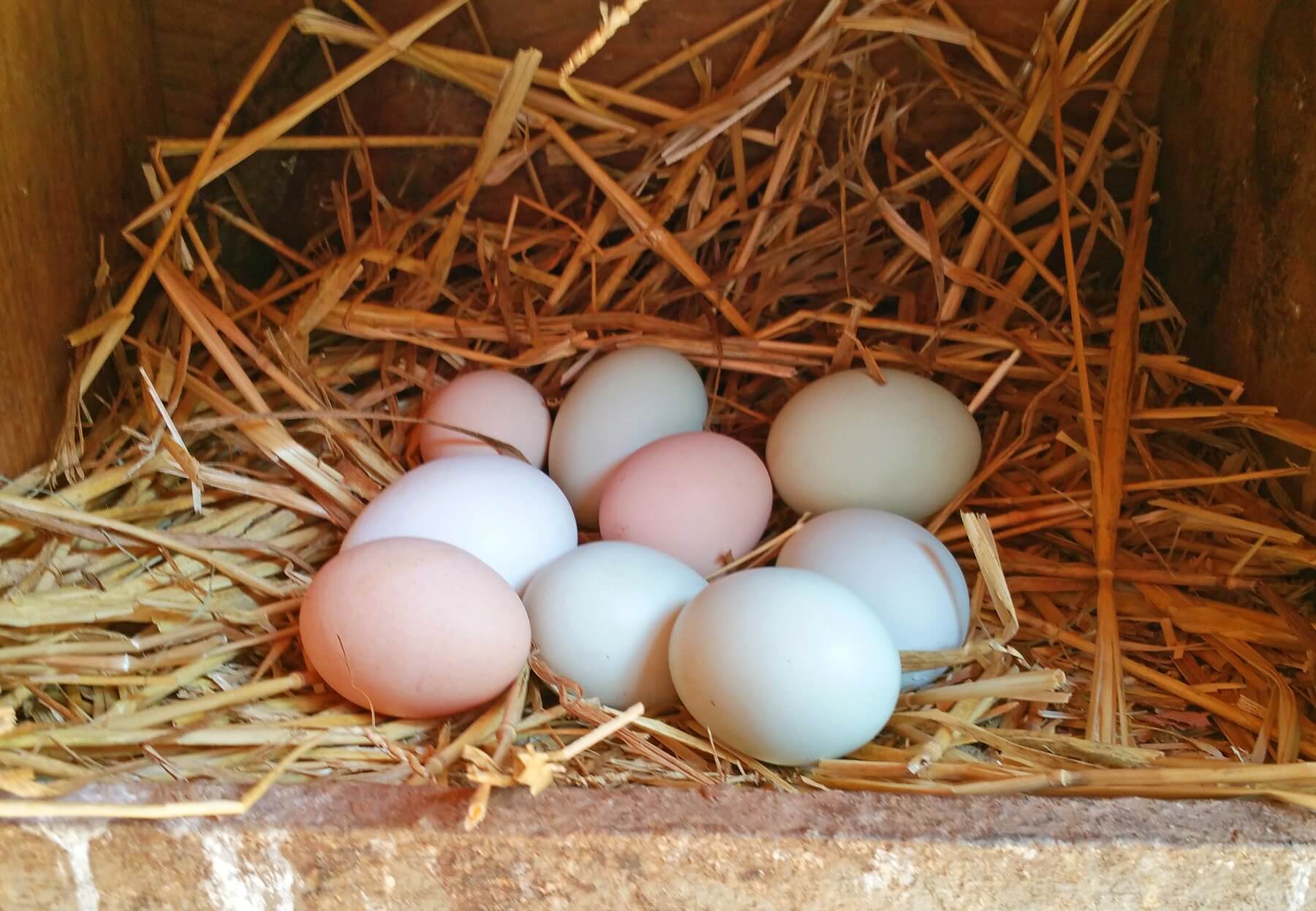 The variety of chicken breeds results in a beautiful array of eggs in a variety of colors and sizes. Laurence says nothing beats a farm-fresh eggs with their deep yellow-orange yolks and rich flavor. The variety of chicken breeds results in a beautiful array of eggs in a variety of colors and sizes. Laurence says nothing beats a farm-fresh eggs with their deep yellow-orange yolks and rich flavor.