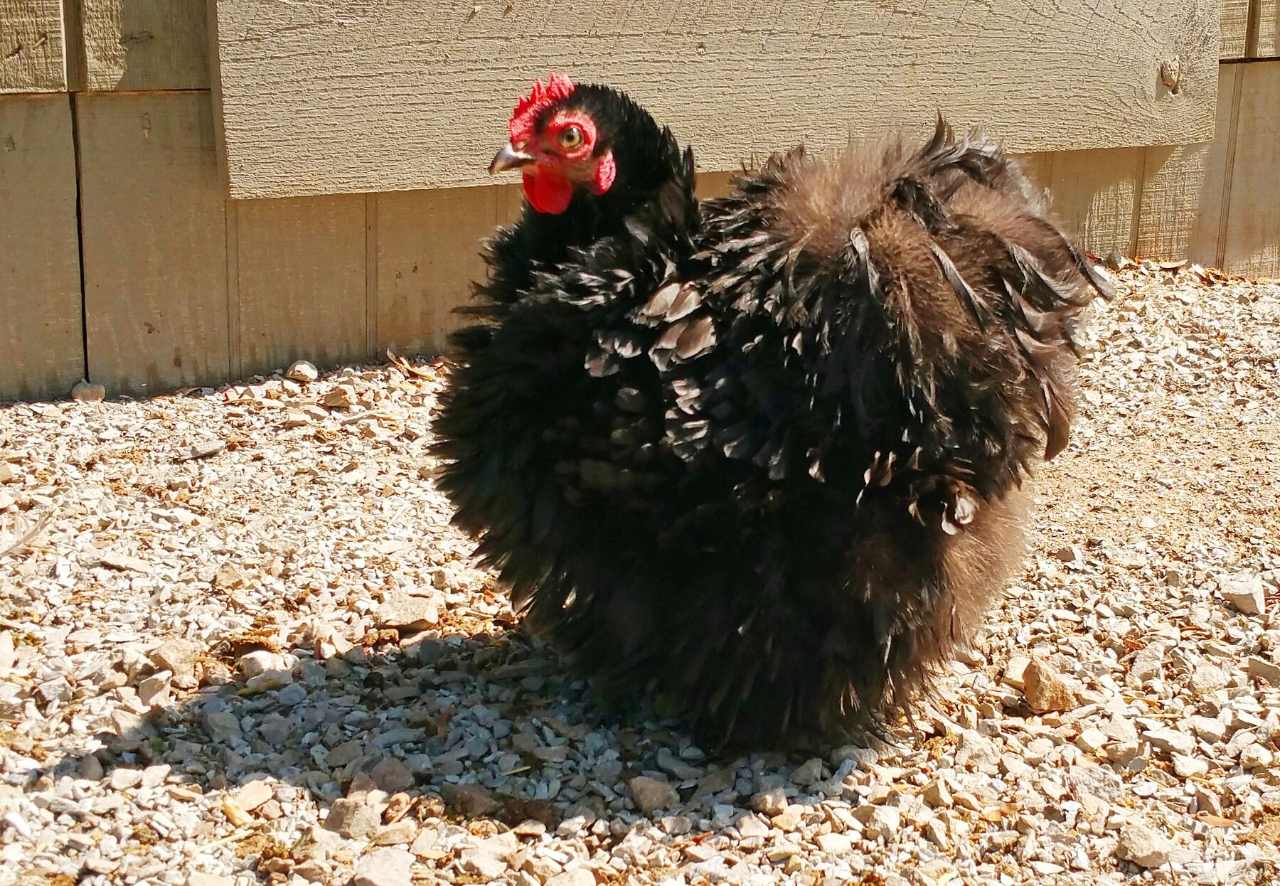 The chickens whose quirky personalities stand out enough to garner attention earn a nickname. This one is "Gaga." The chickens whose quirky personalities stand out enough to garner attention earn a nickname. This one is "Gaga."