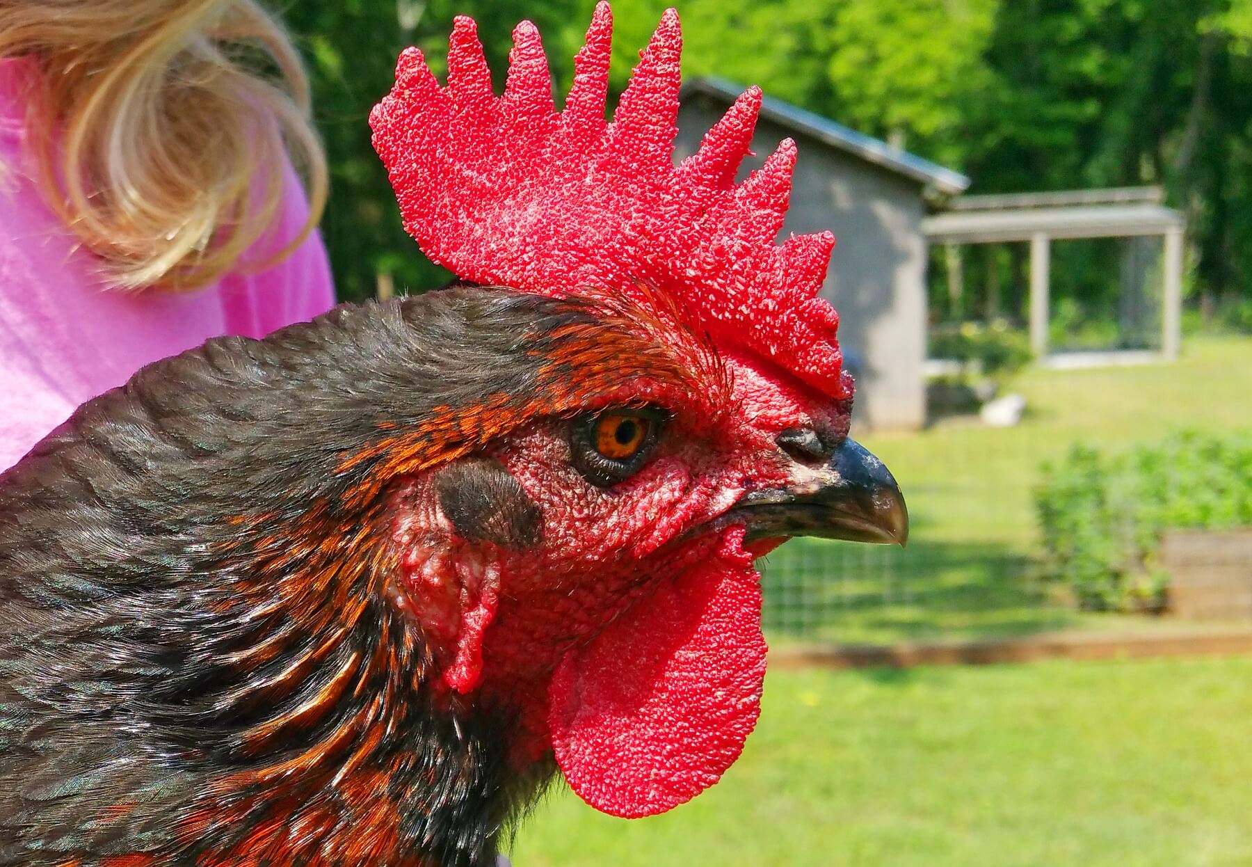 Natasha says guests are always surprised to learn that hens — and not only roosters — also have the red "combs" on their heads. Natasha says guests are always surprised to learn that hens — and not only roosters — also have the red "combs" on their heads.