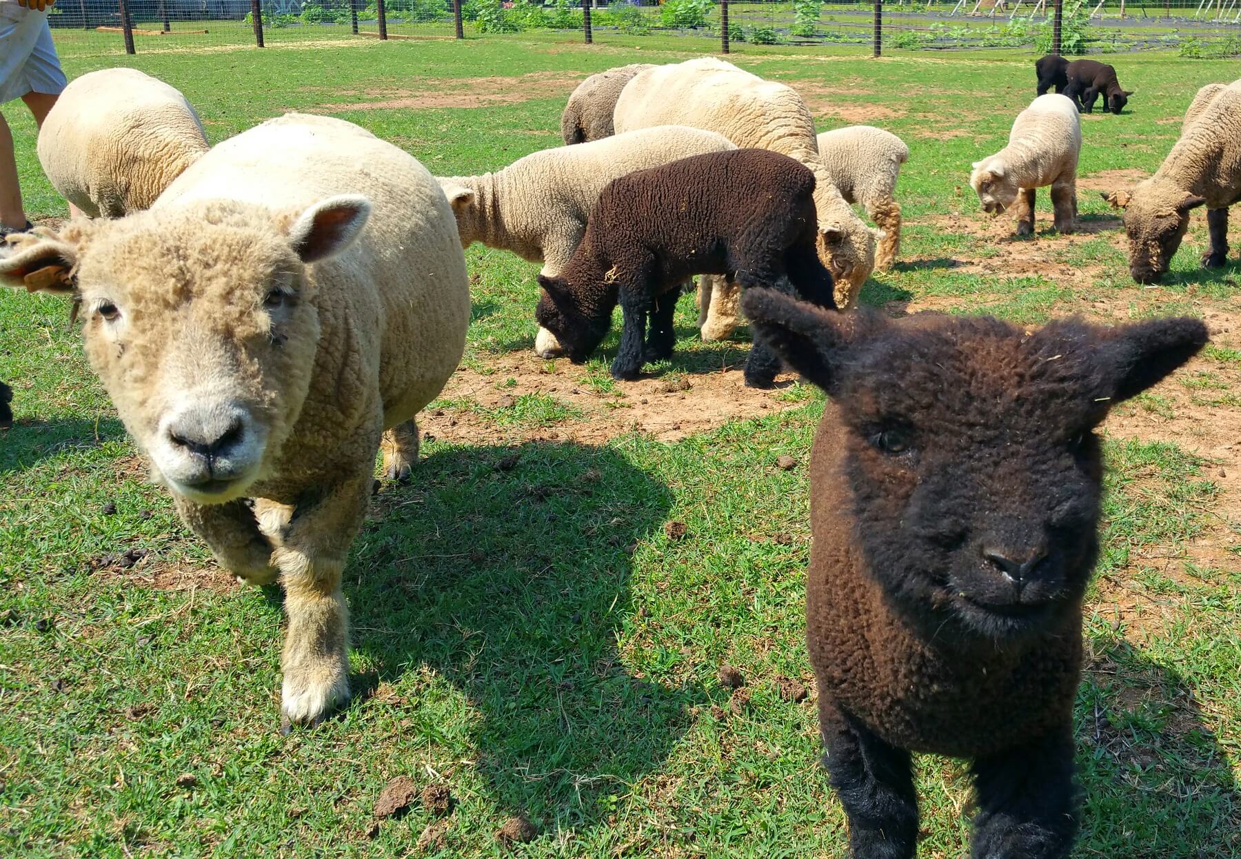 The curious sheep and lamb approach the camera. The curious sheep and lamb approach the camera.