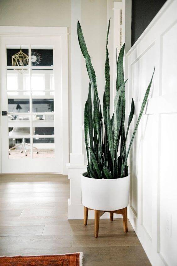 Snake plant in a white planter interior design with plants