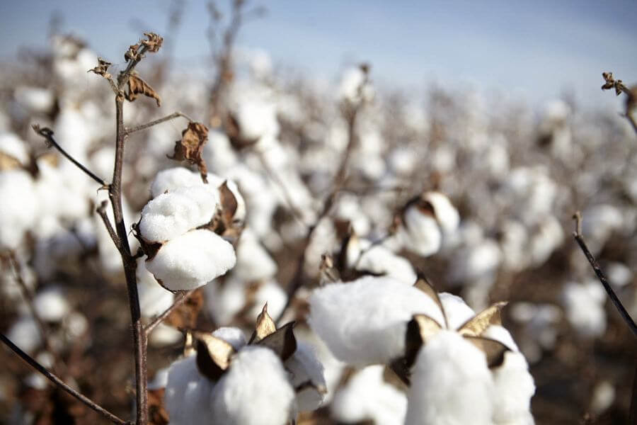 Wilson, Arkansas still produces a tremendous cotton crop each year. 