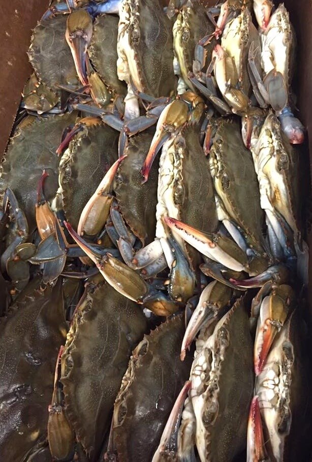 A fresh delivery of Alabama soft shell crab