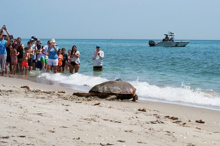 An enthusiastic crowd applauds as Lilly the turtle makes her way back the sea, completely rehabbed thanks to the brilliant teams at the Loggerhead Marinelife Center. Image: Facebook