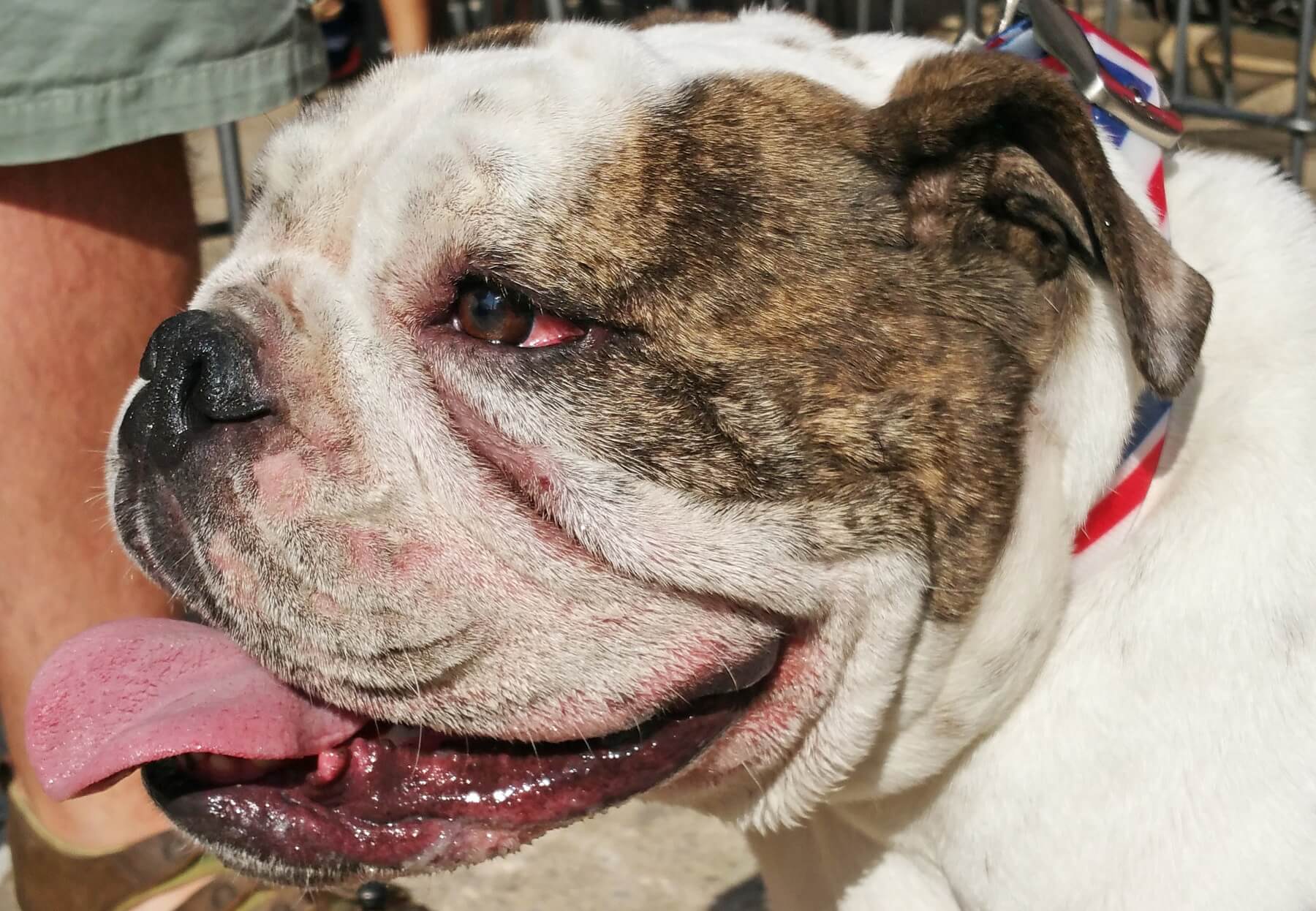Dudley the English Bulldog Dudley the English Bulldog