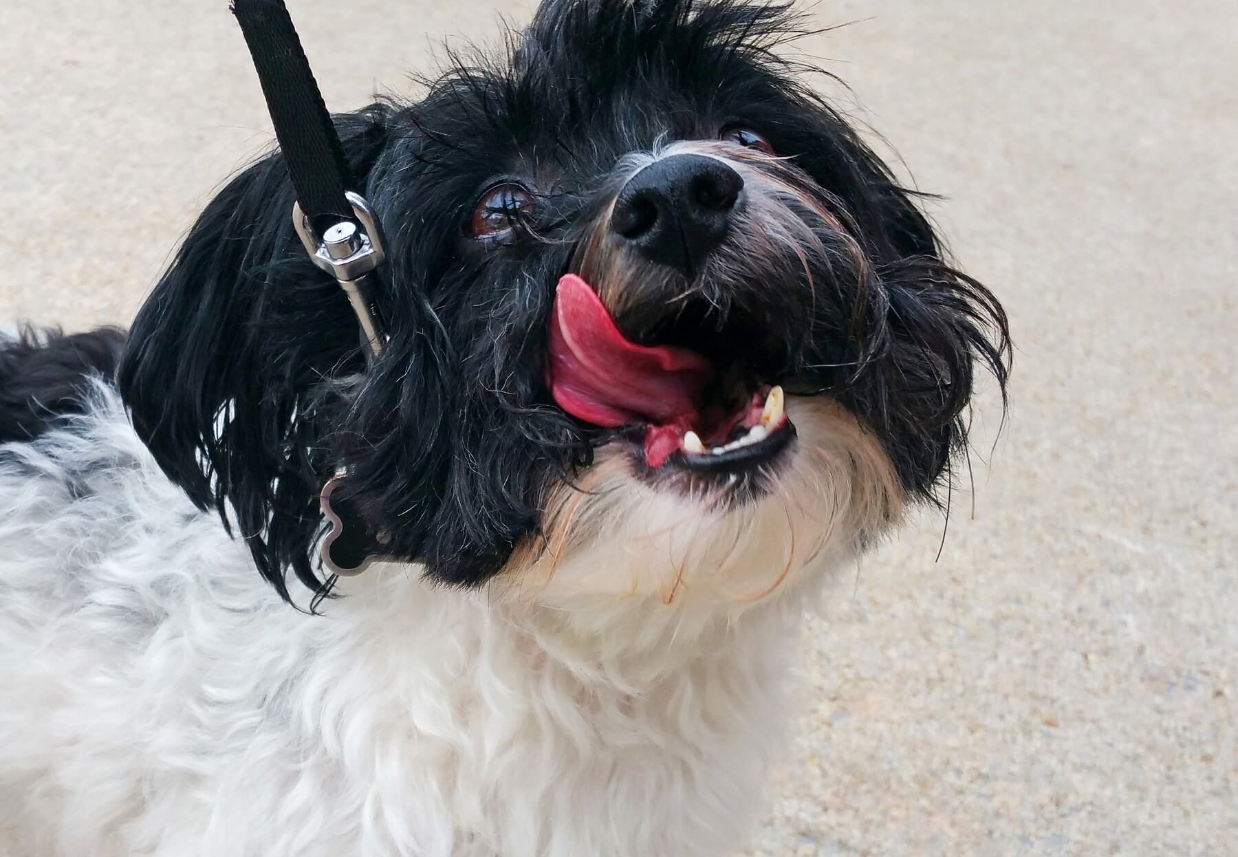 Duncan has the friendliest disposition! Duncan has the friendliest disposition!