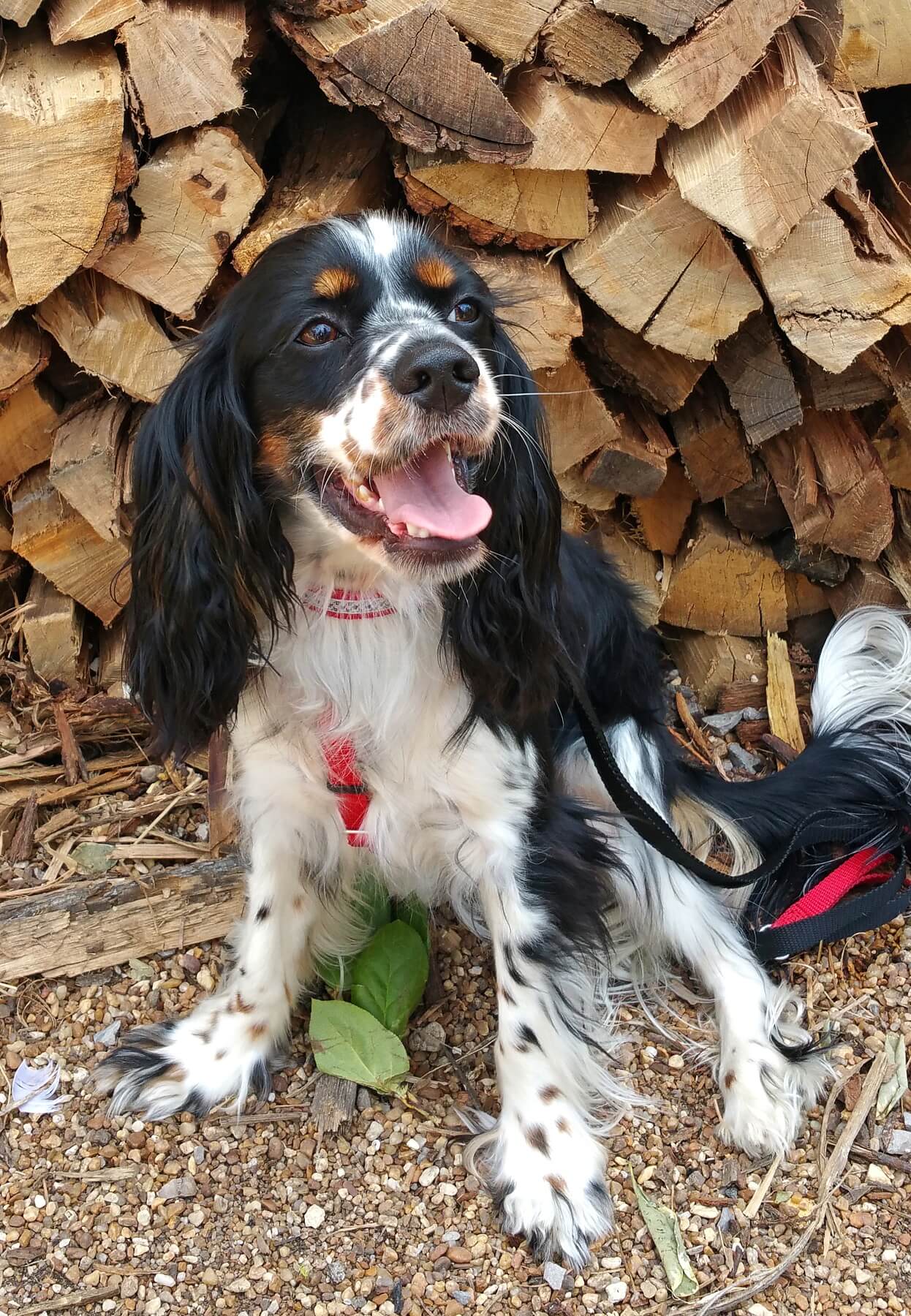 "He plays ball with himself," says Idie of her dog, Nigel. "He’ll get the ball, sit on a ledge, drop it and go get it and take it back to the ledge." "He plays ball with himself," says Idie of her dog, Nigel. "He’ll get the ball, sit on a ledge, drop it and go get it and take it back to the ledge."