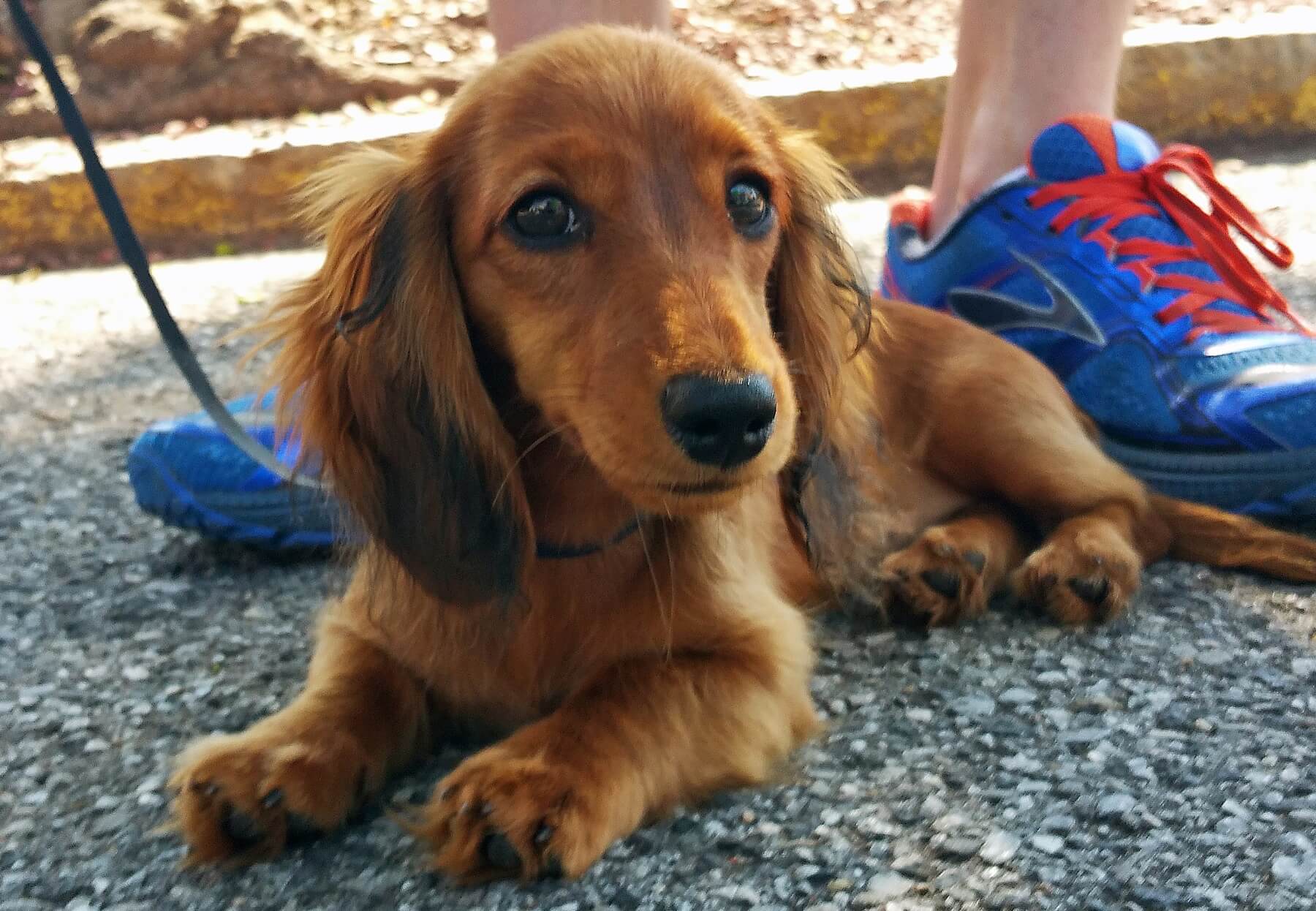 Riley the Long-Haired Miniature Dachshund Riley the Long-Haired Miniature Dachshund