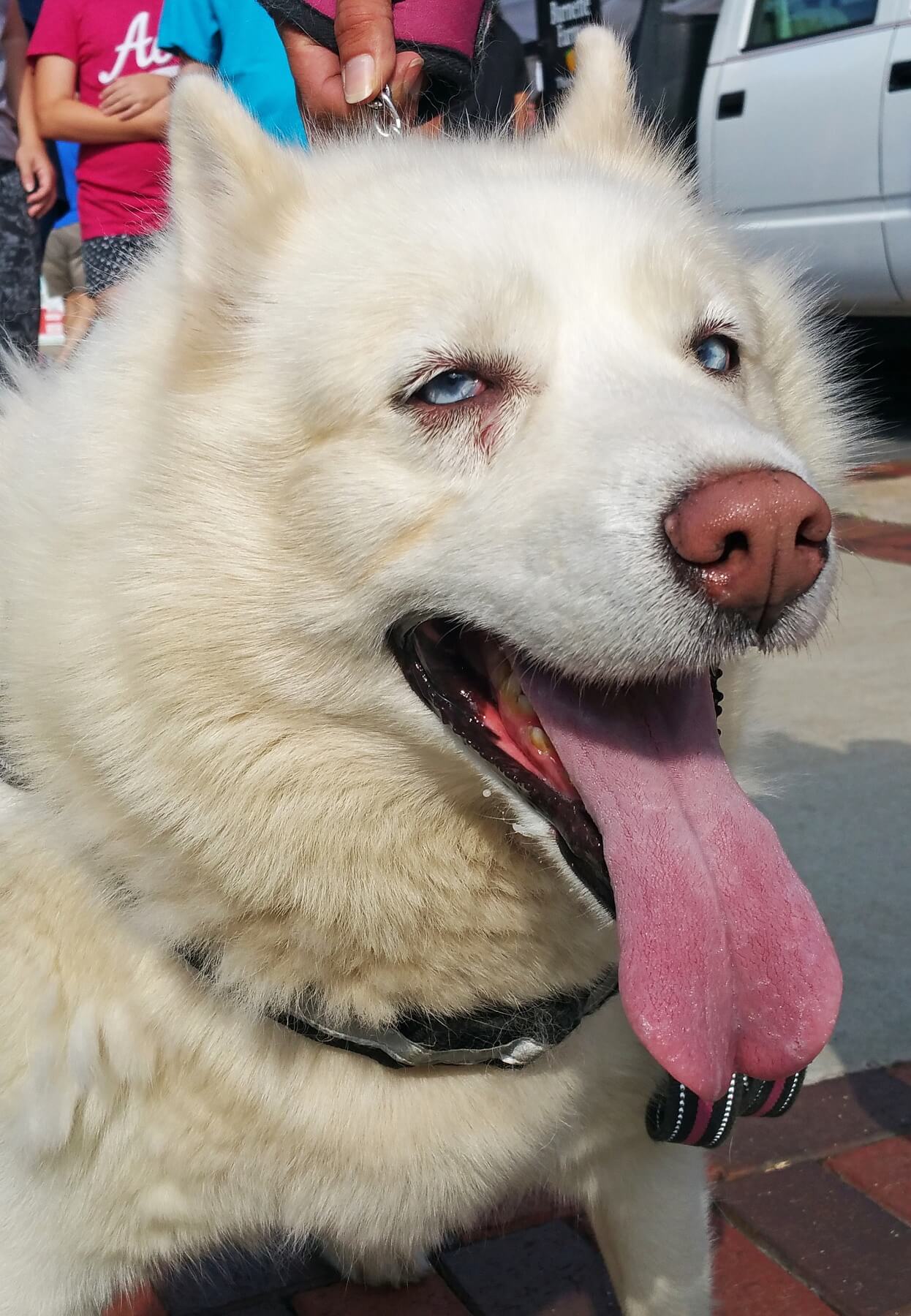 Stella the seven-year-old Husky Stella the seven-year-old Husky
