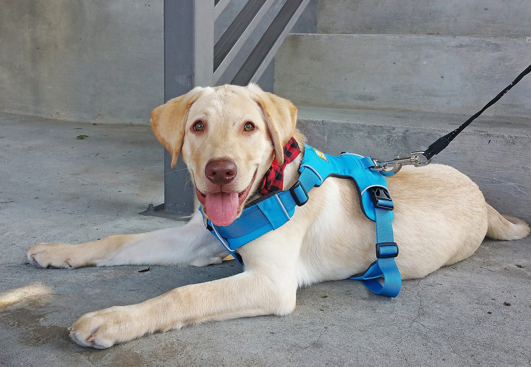 Teddy, the yellow Labrador Retriever puppy Teddy, the yellow Labrador Retriever puppy