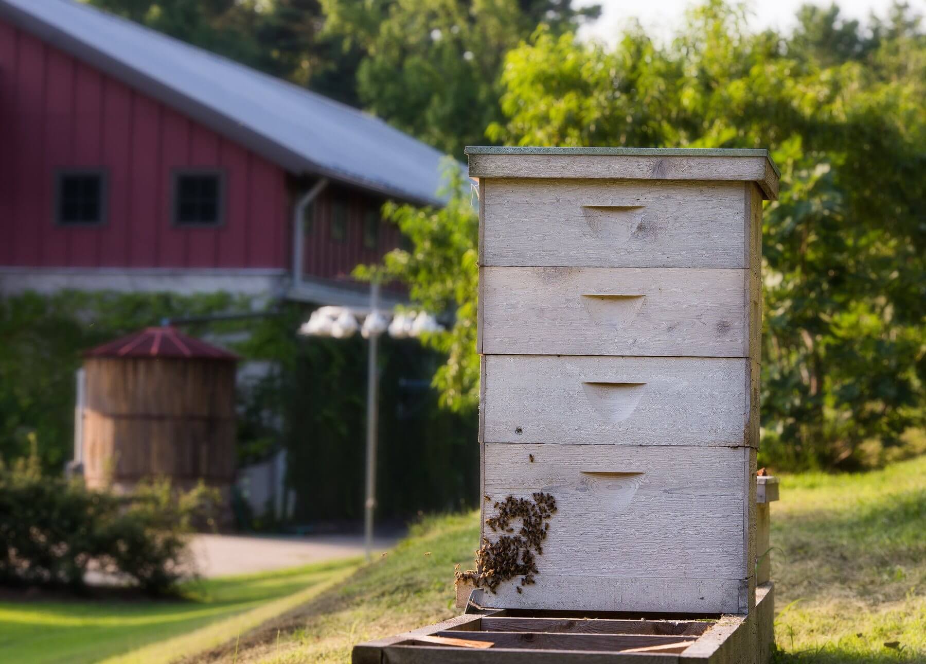 Bees are hard at work at Stewart Perry's bee colony. Bees are hard at work at Stewart Perry's bee colony.