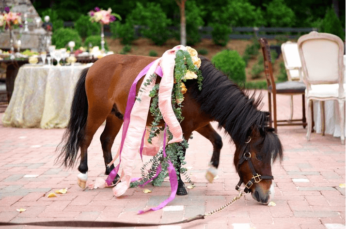 Windwood Equestrian creates a fairytale wedding venue. Image: Windwood Equestrian 