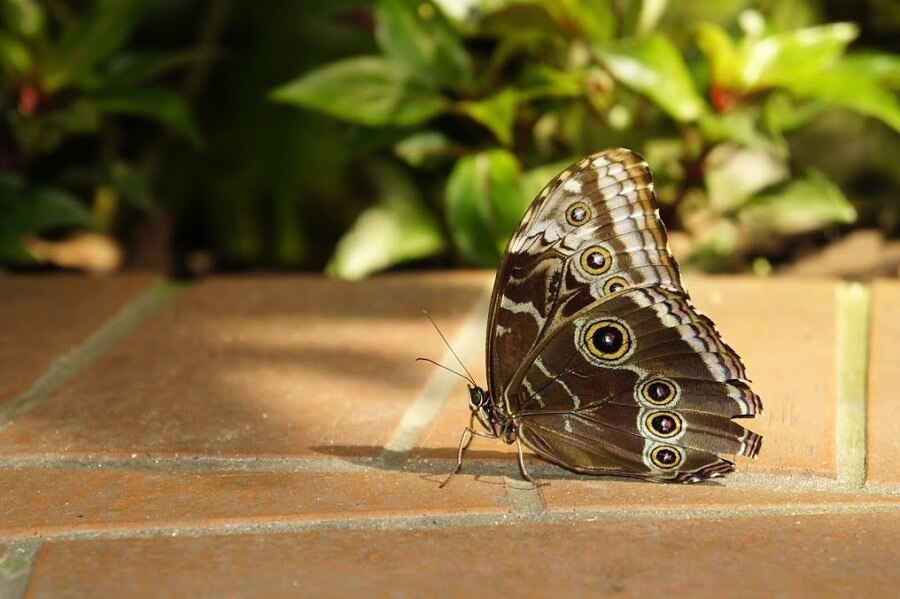 Move among the butterlies at the Key West Butterfly & Nature Conservatory. Move among the butterlies at the Key West Butterfly & Nature Conservatory.