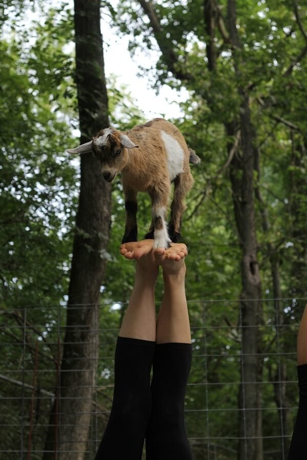 Shenanigoats is brining goat yoga to Nashville!
