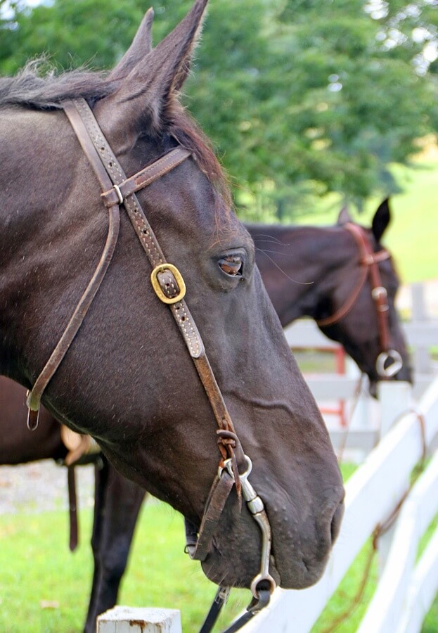 These horses are gorgeous and very well cared for.