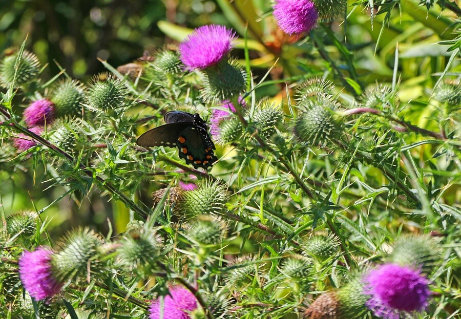 On the Big Bowl hike, there are tons of butterflies dancing among the thistle. On the Big Bowl hike, there are tons of butterflies dancing among the thistle.