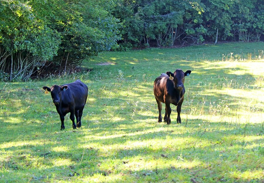 Cattle roam freely along one of the hiking trails near the ranch. Cattle roam freely along one of the hiking trails near the ranch.