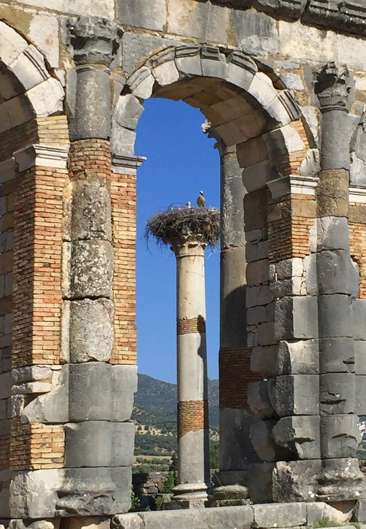 Storks and their massive nests are a common sight in Morocco.