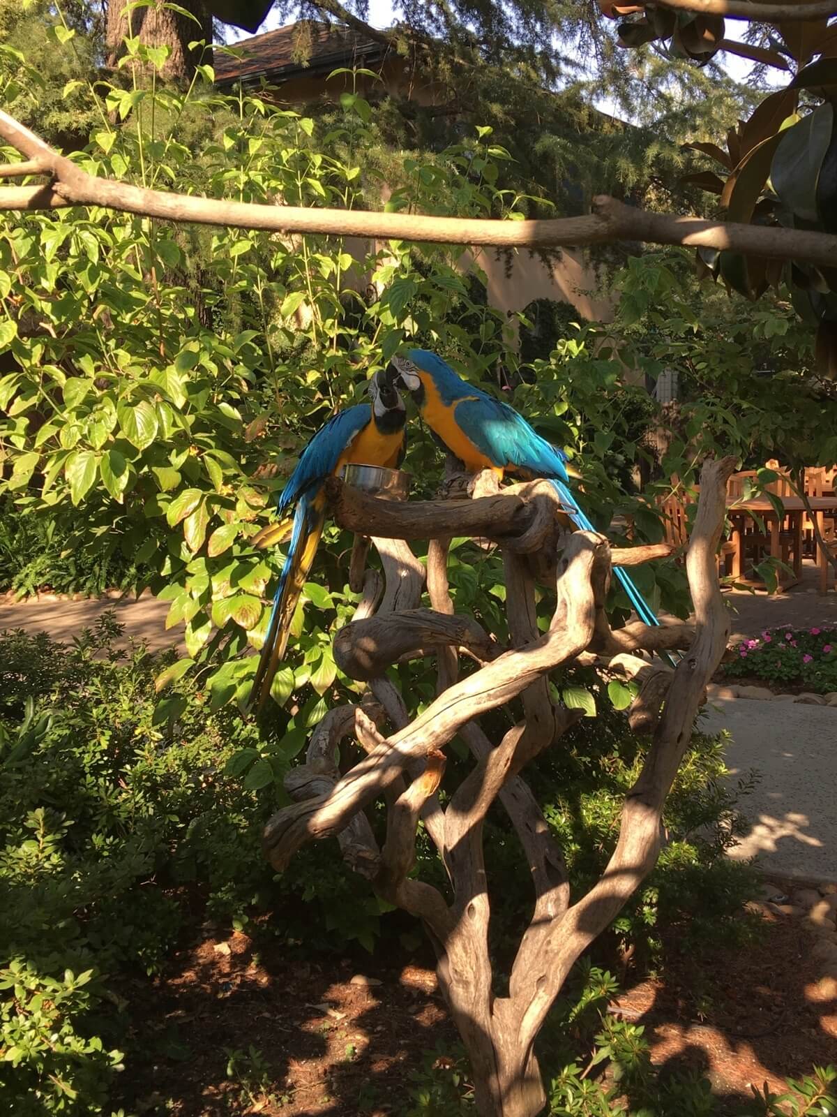 Rudy and Best Man are Wine & Roses' resident Macaws. Rudy and Best Man are Wine & Roses' resident Macaws.