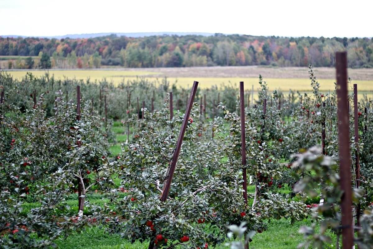 During our early October visit, there were still a few apples left to pick! During our early October visit, there were still a few apples left to pick!