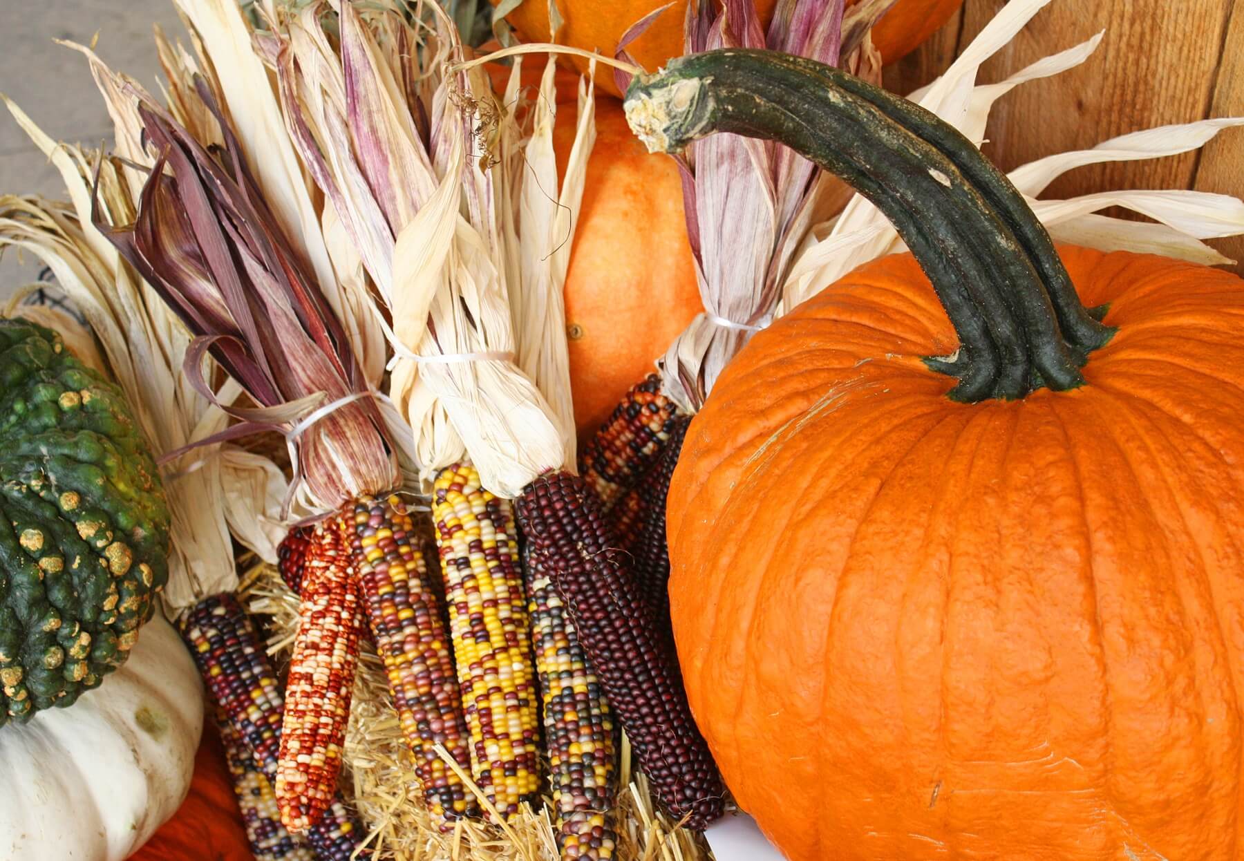 Indian Corn brings rich shades of rust and butterscotch to your holiday tablescape and beyond.