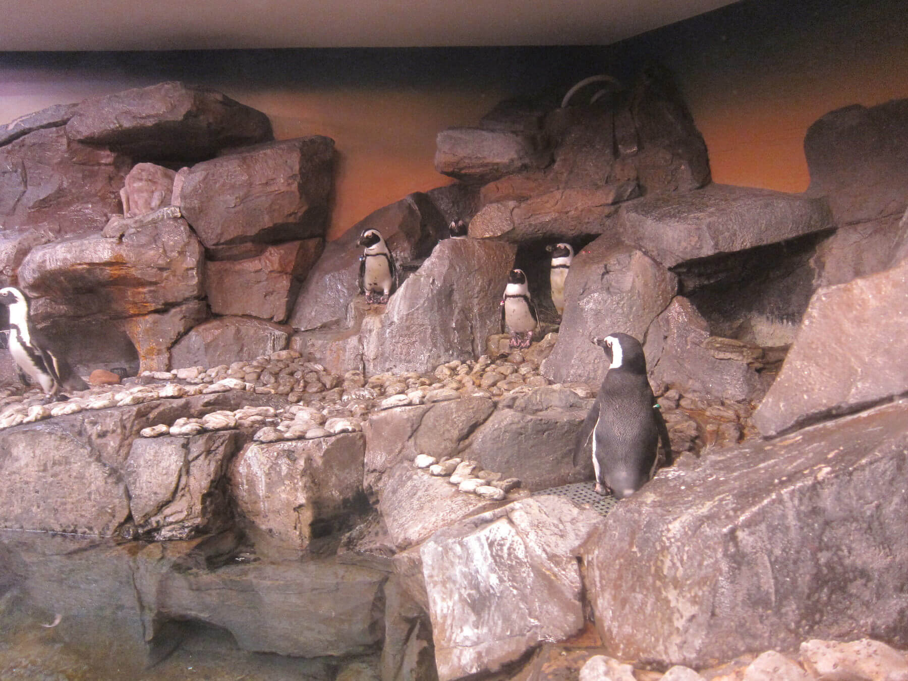 Everybody loves to watch the penguins play! Everybody loves to watch the penguins play!