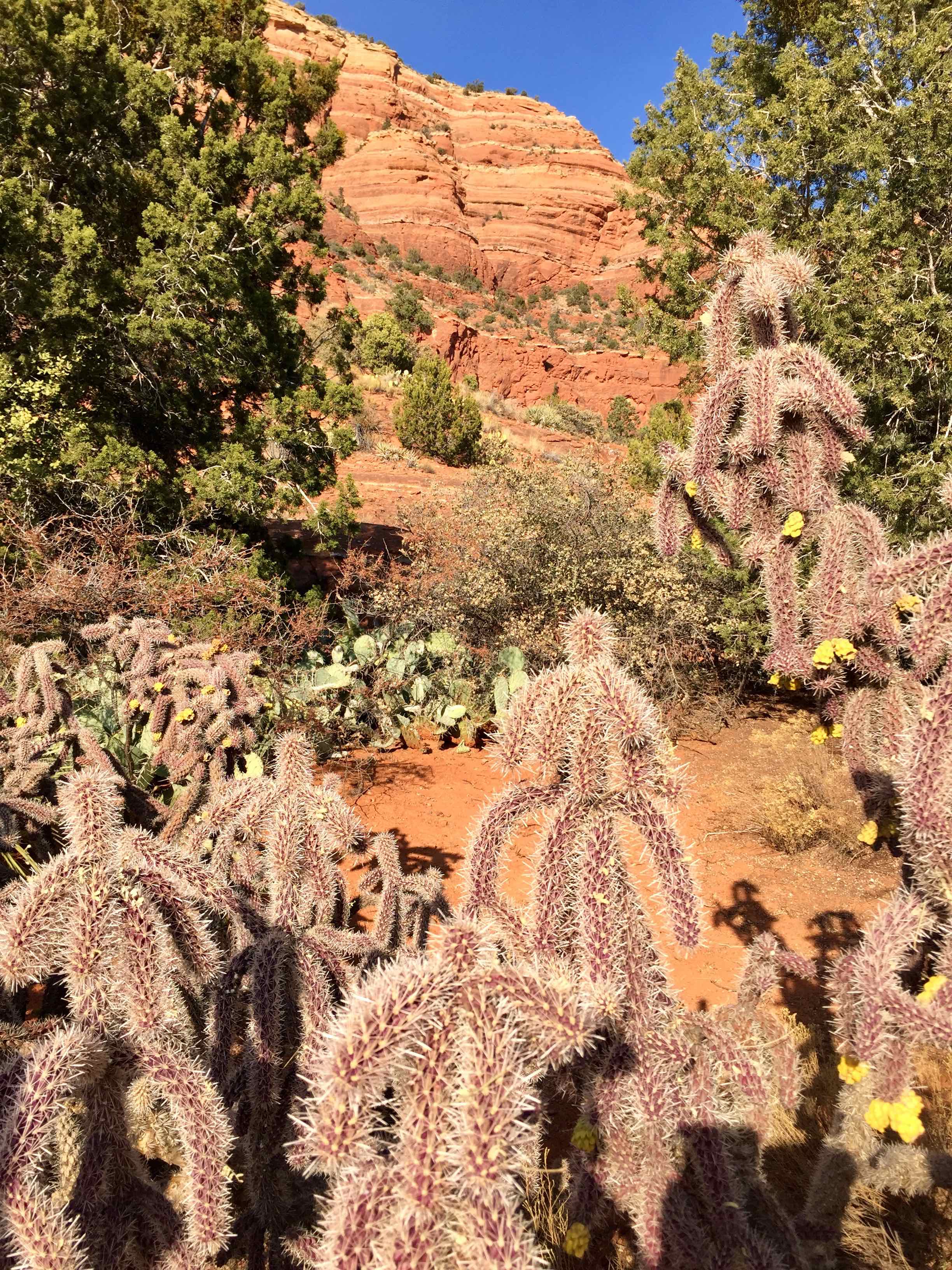 Cacti big and small, green and purple—and always prickly—greets you all over Arizona. Image: Lisa Mowry Arizona vacation itinerary