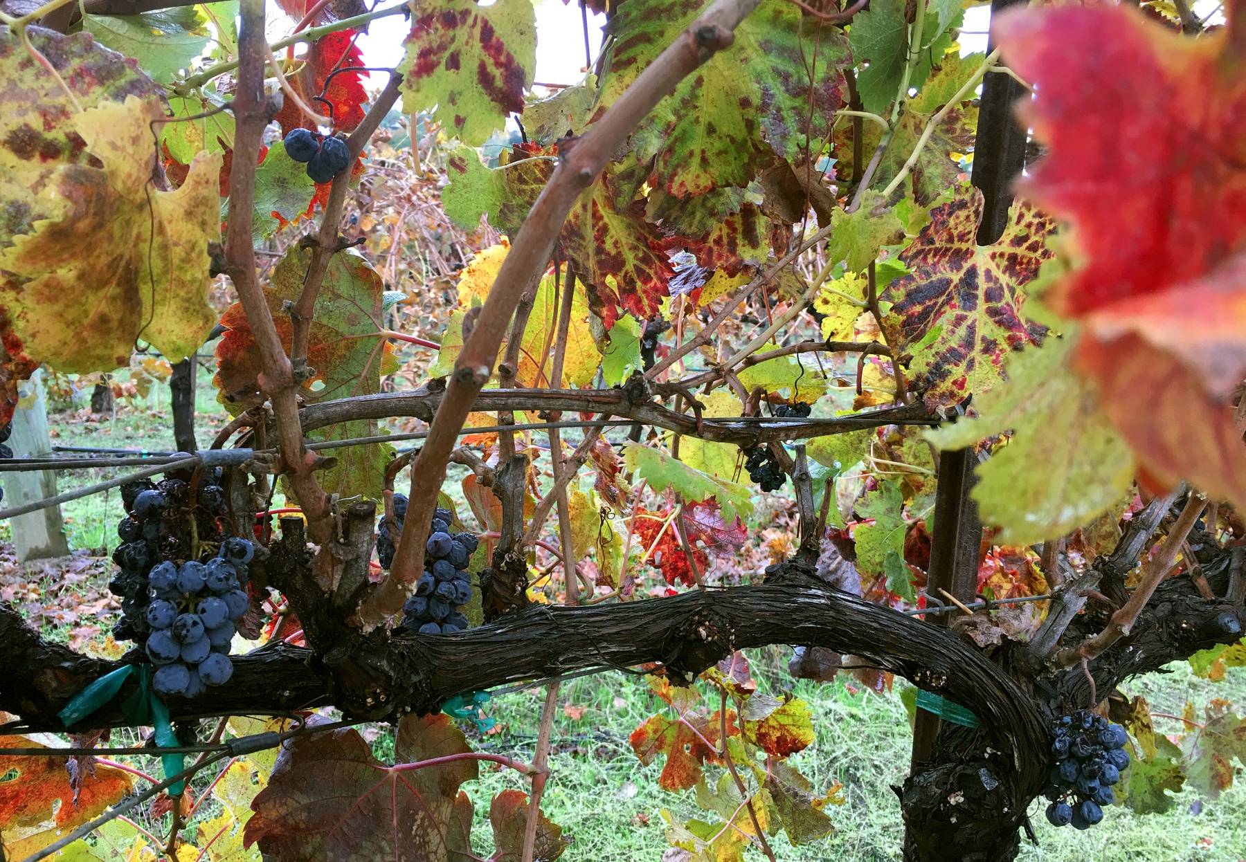 Take the ultimate girlfriends getaway in Healdsburg, CA