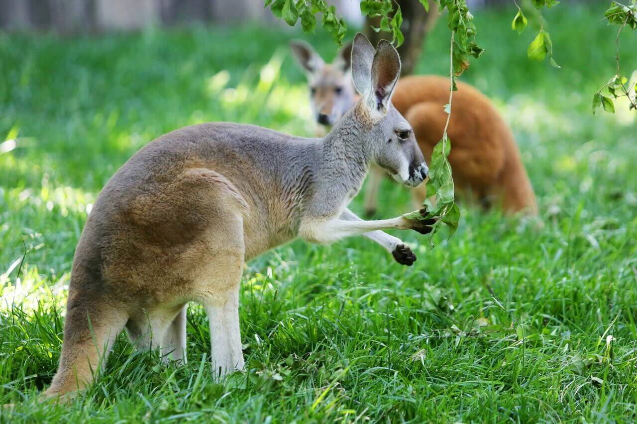 Furry friends at the Nashville Zoo at Grassmere.