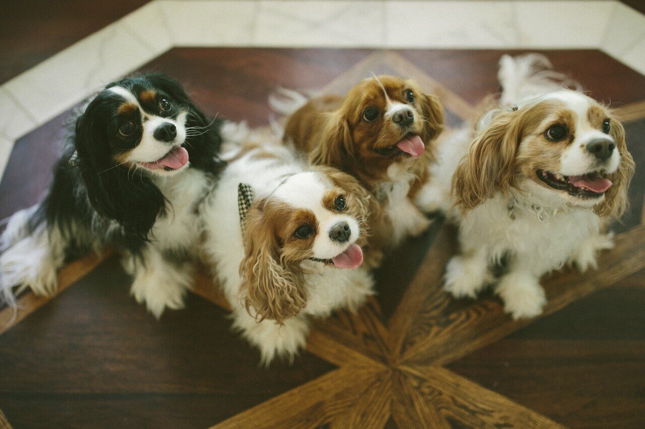 Jack, Victor, Kirby and Nick make for a super-cute furry foursome!