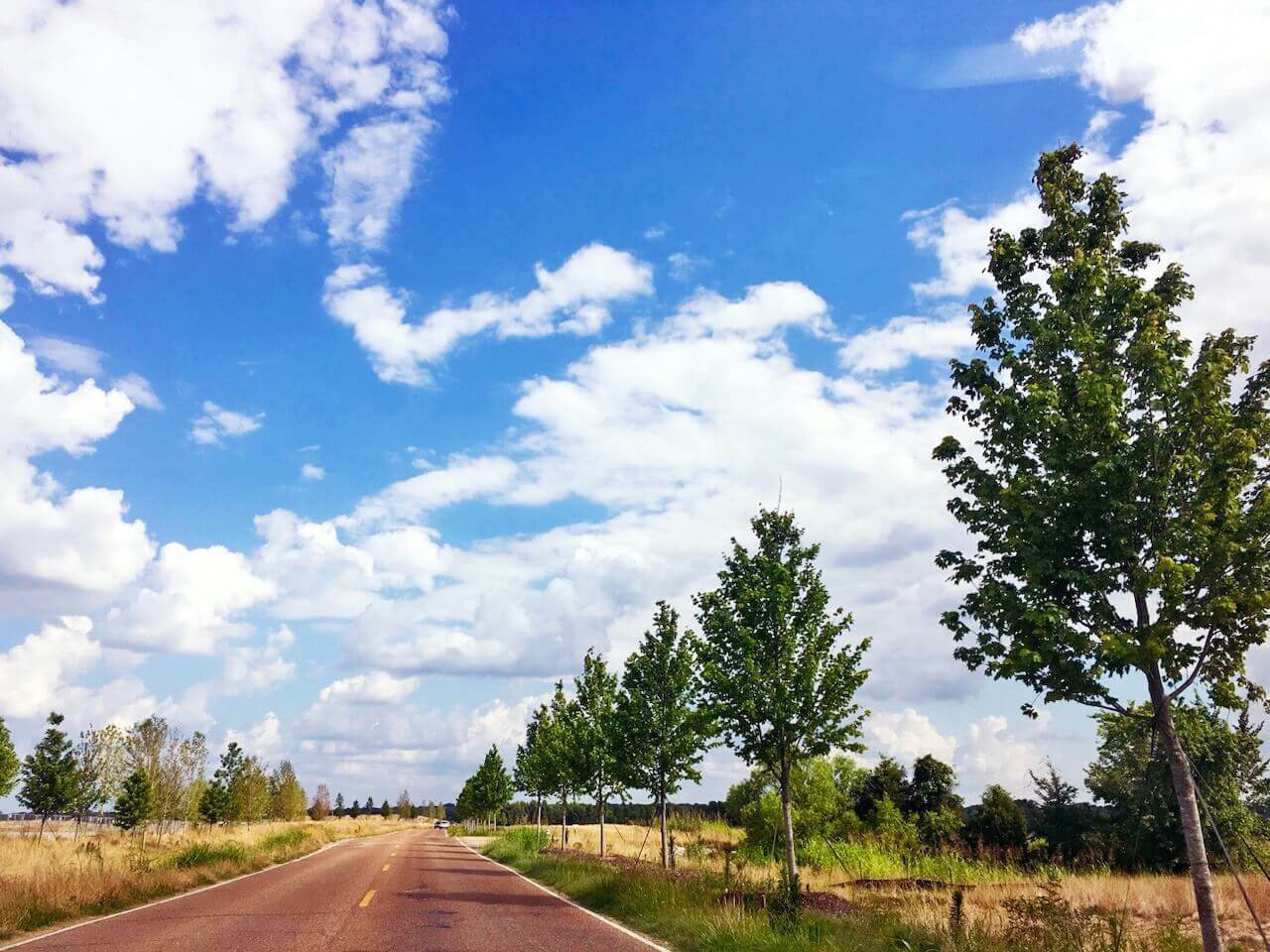 A serene drive into the park A serene drive into the park
